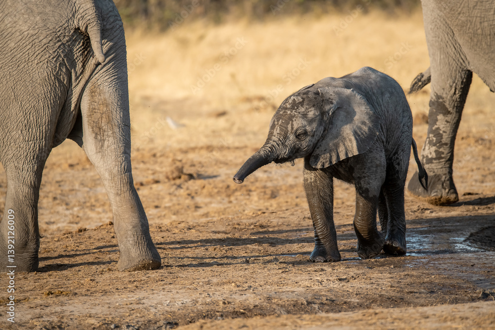 Fototapeta premium • Tender Moment Between Elephant Mother and Calf ,Elephant Family in Perfect Harmony – Animal of Africa