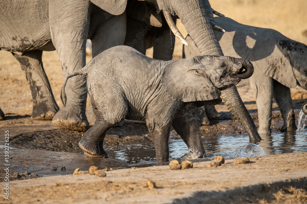 Fototapeta premium Tender Moment Between Elephant Mother and Calf ,Elephant Family in Perfect Harmony – Animal of Africa 