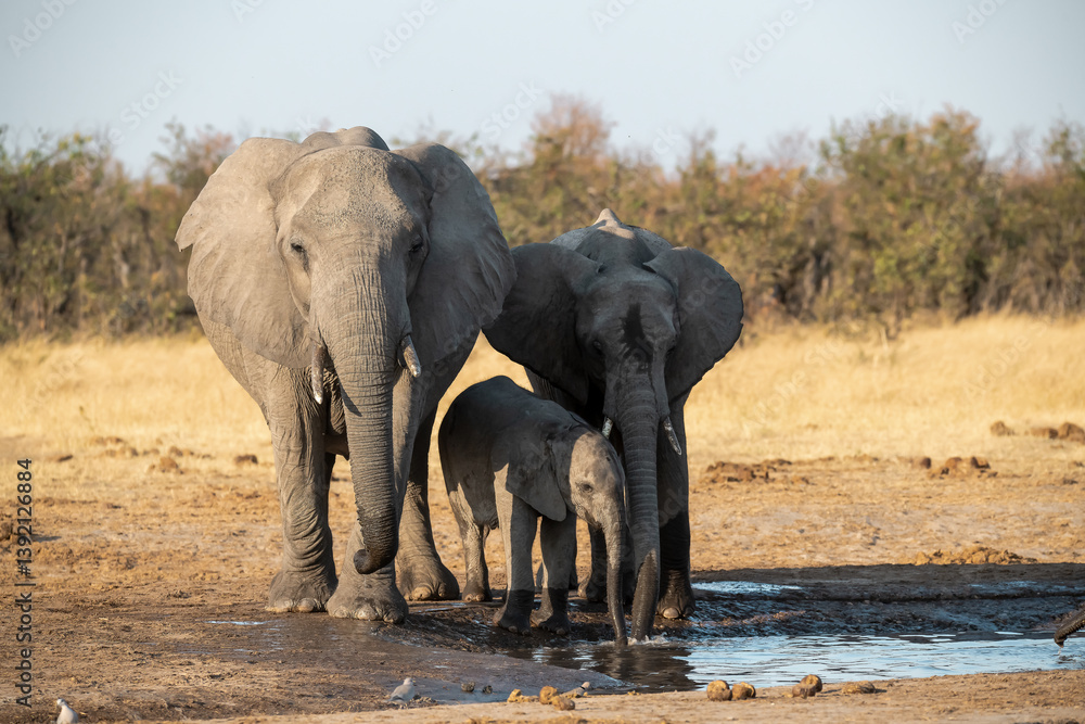 Fototapeta premium • Tender Moment Between Elephant Mother and Calf ,Elephant Family in Perfect Harmony – Animal of Africa 