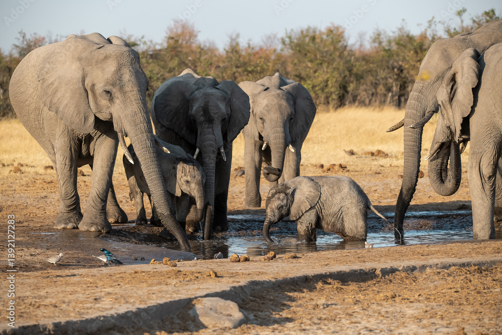 Fototapeta premium • Tender Moment Between Elephant Mother and Calf ,Elephant Family in Perfect Harmony – Animal of Africa