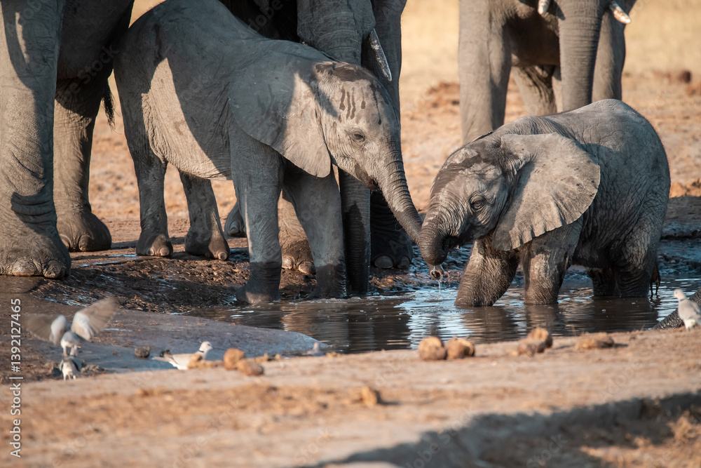 Obraz premium • Tender Moment Between Elephant Mother and Calf ,Elephant Family in Perfect Harmony – Animal of Africa 