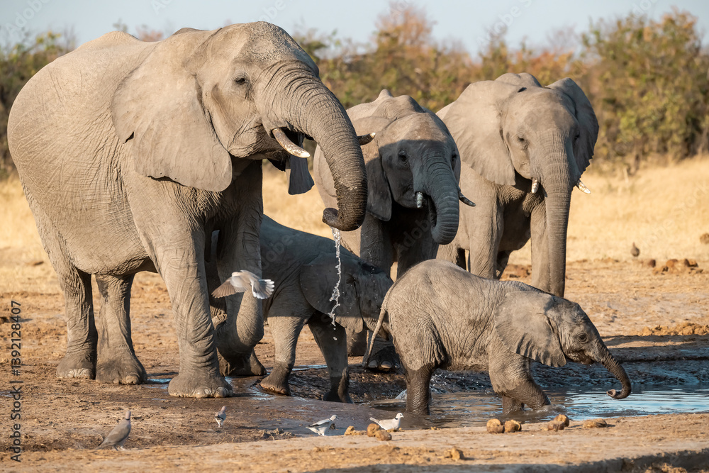 Fototapeta premium • Tender Moment Between Elephant Mother and Calf ,Elephant Family in Perfect Harmony – Animal of Africa