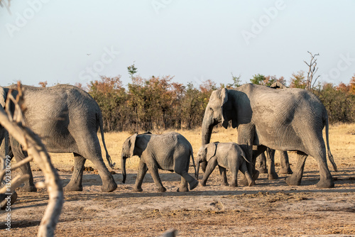 Tender Moment Between Elephant Mother and Calf  Elephant Family in Perfect Harmony     Animal of Africa 