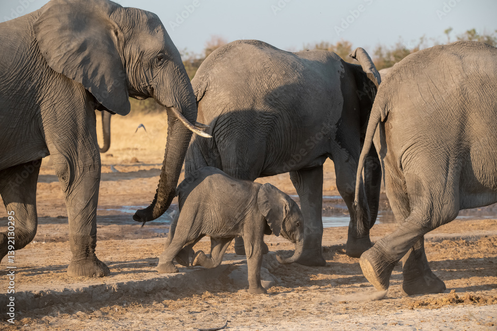 Fototapeta premium Tender Moment Between Elephant Mother and Calf ,Elephant Family in Perfect Harmony – Animal of Africa