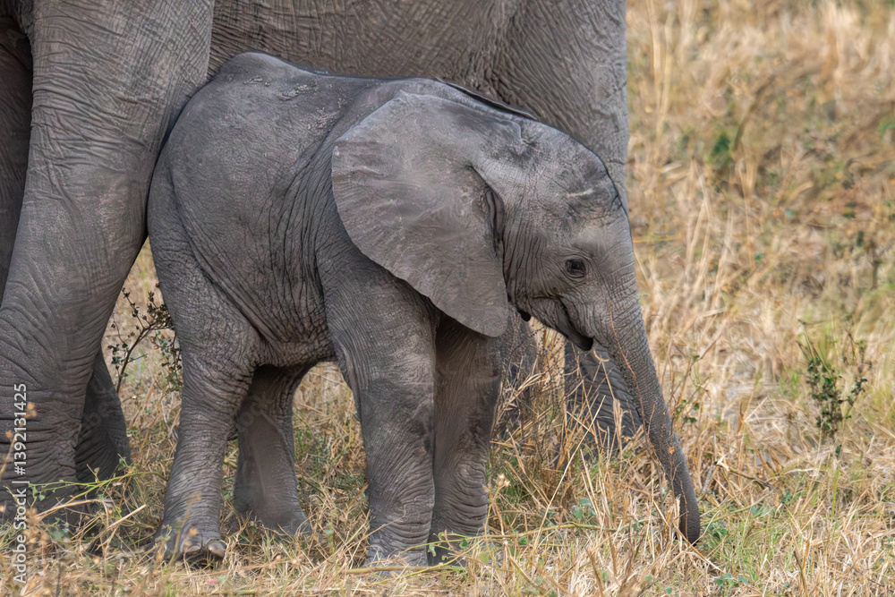 Obraz premium Tender Moment Between Elephant Mother and Calf ,Elephant Family in Perfect Harmony – Animal of Africa 