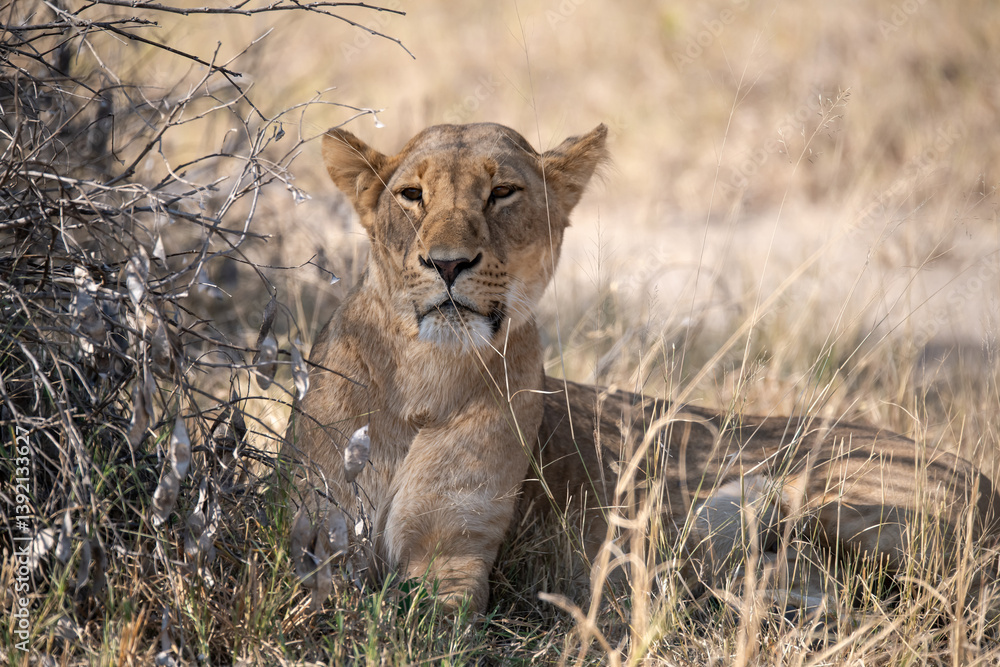 Obraz premium Tender Moment Between Lioness and Cub – Animal of Africa