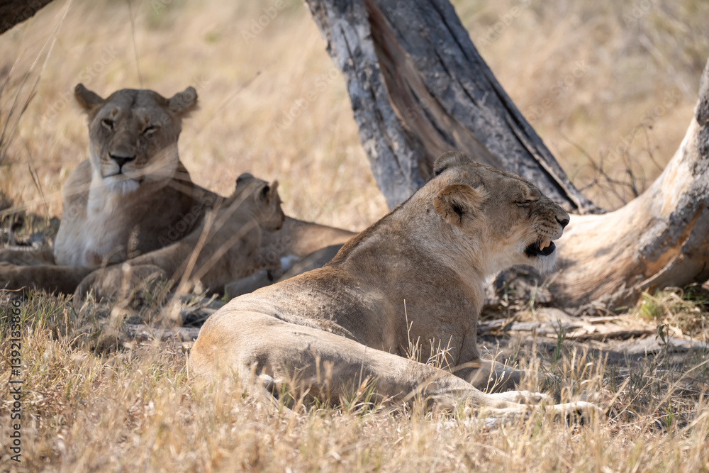 Obraz premium Tender Moment Between Lioness and Cub – Animal of Africa