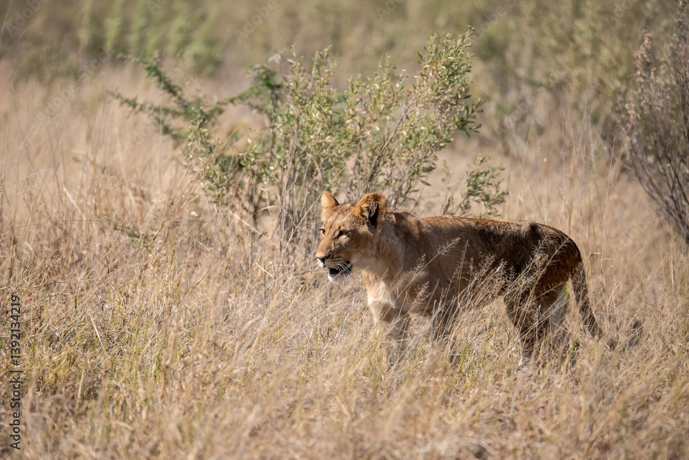 Tender Moment Between Lioness and Cub – Animal of Africa Tender Moment Between Lioness and Cub – Animal of Africa