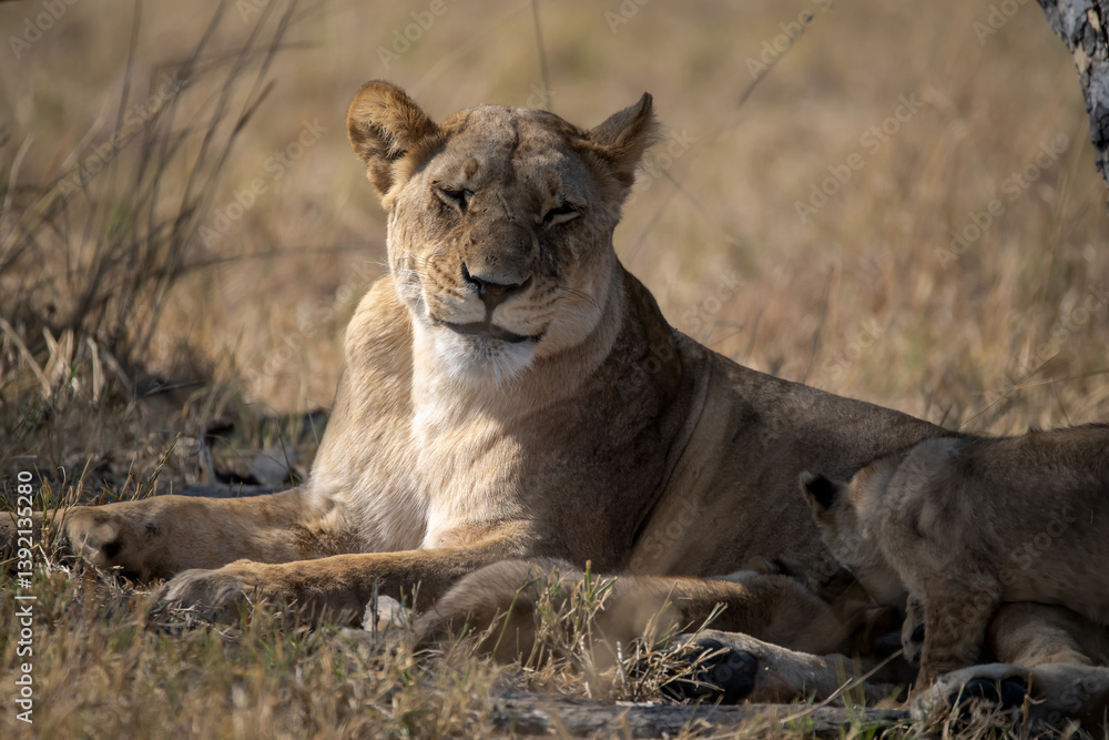 Obraz premium Lions cubs and mother in wild savannah - Animal of africa