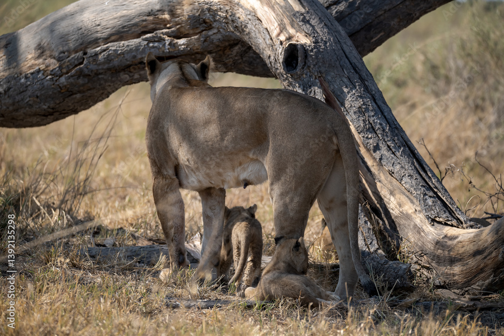 Lions cubs and mother in wild savannah - Animal of africa Lions cubs and mother in wild savannah - Animal of africa