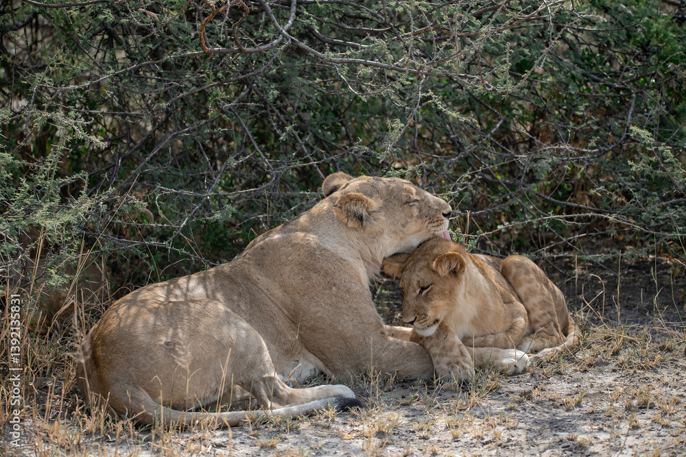Naklejka premium Lions cubs and mother in wild savannah - Animal of africa