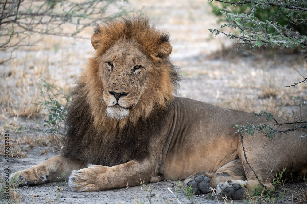 Obraz premium Sekoti, Powerful Male Lion Staring into the Wild – Animal of Africa