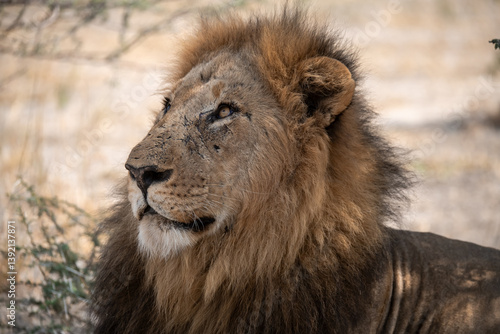 Sekoti  Powerful Male Lion Staring into the Wild     Animal of Africa