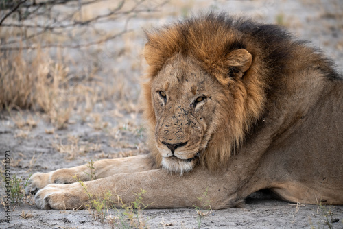 Sekoti  Powerful Male Lion Staring into the Wild     Animal of Africa