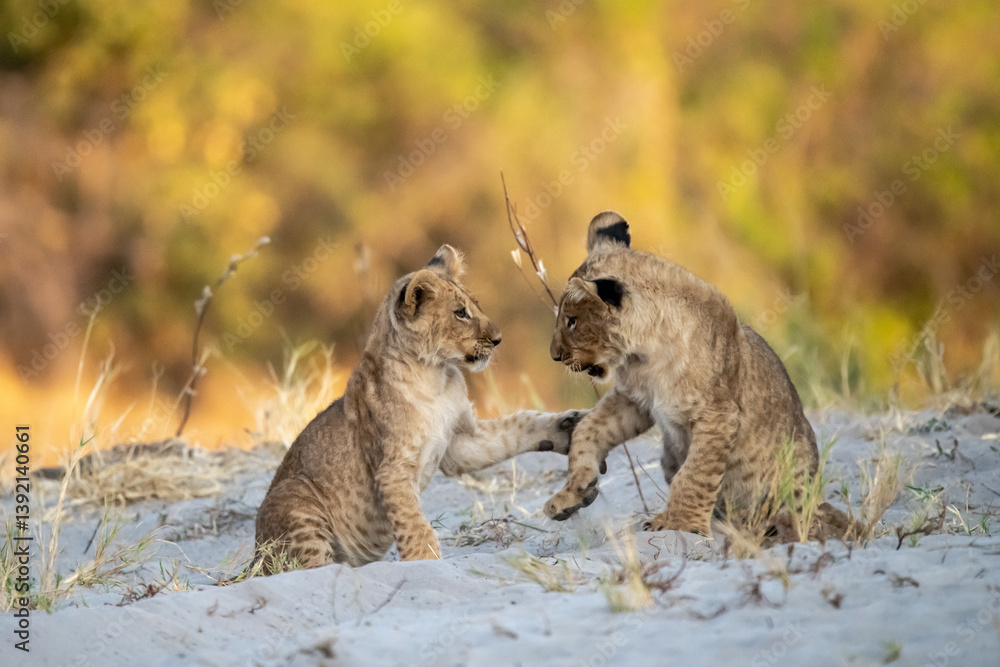 Obraz premium Lion cubs engage in playful activities like tumbling and play-fighting with their mothers and siblings on the savanna to develop essential survival skills, build strength, and strengthen social bonds 