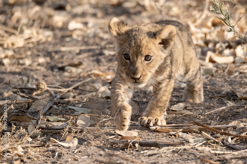 Un'immagine calda e dorata cattura una famiglia di leoni appollaiata su una piccola altura al tramonto. La luce soffusa del sole africano illumina i loro volti fieri. 

