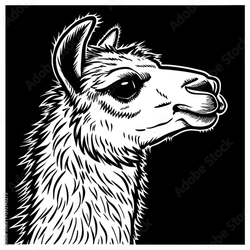 portrait of a llama alpaca