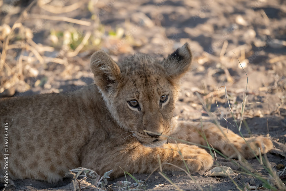 Obraz premium In the heart of Khwai, Botswana, a lion cub plays gently with its mother in 2025 – a touching moment of affection, playfulness, and the wild bonds of Africa - Animal of africa