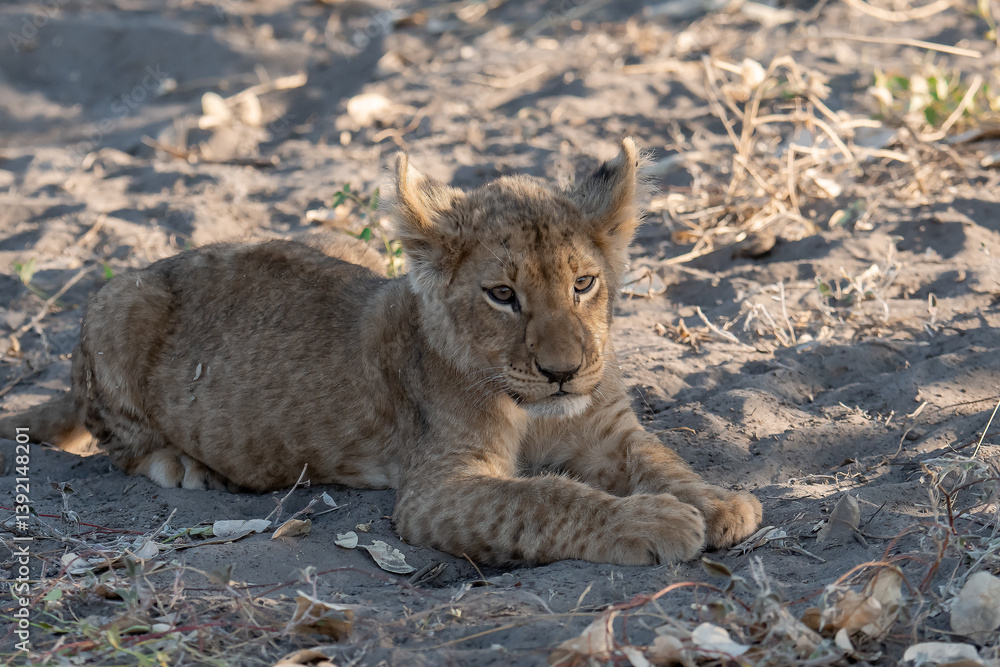 Fototapeta premium In the heart of Khwai, Botswana, a lion cub plays gently with its mother in 2025 – a touching moment of affection, playfulness, and the wild bonds of Africa - Animal of africa