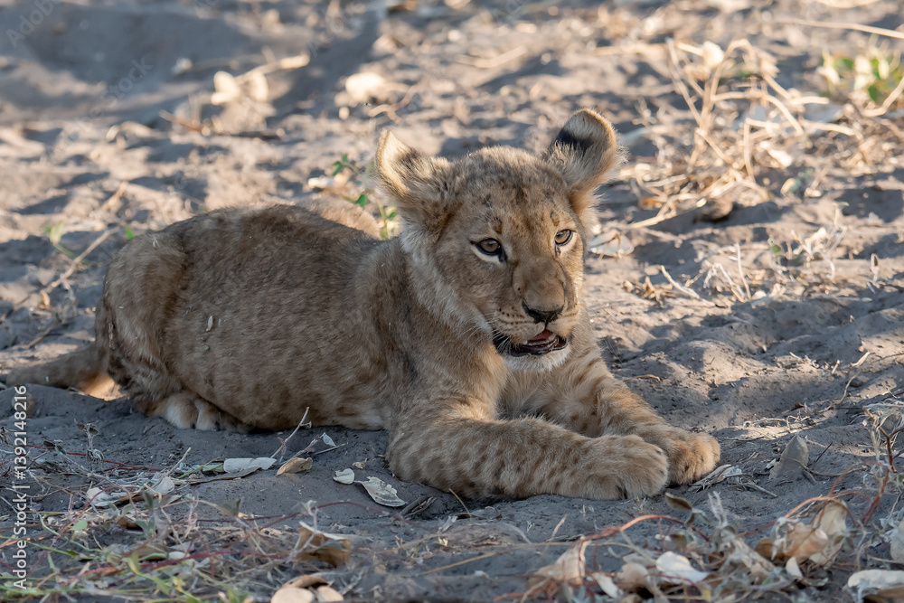 Fototapeta premium In the heart of Khwai, Botswana, a lion cub plays gently with its mother in 2025 – a touching moment of affection, playfulness, and the wild bonds of Africa - Animal of africa