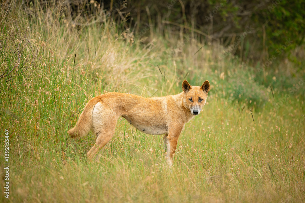 Curious dingo in long grass by the side of rural road Curious dingo in long grass by the side of rural road
