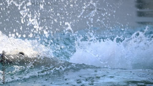 Wallpaper Mural Wild polar bear explores water in morning light at national park in Alaska Torontodigital.ca