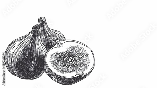 fig drawing illustration