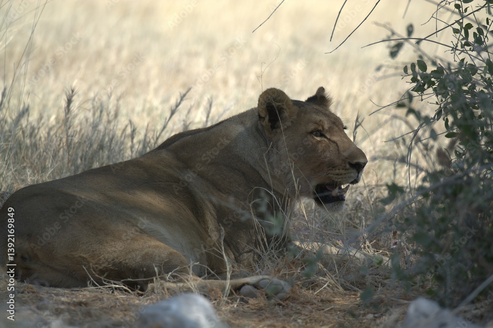 Obraz premium Lioness in wild savannah - Animal of africa , Family of Lions in Golden Grass 