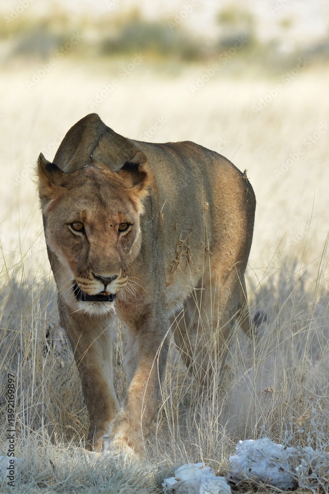 Fototapeta premium Lioness in wild savannah - Animal of africa , Family of Lions in Golden Grass 