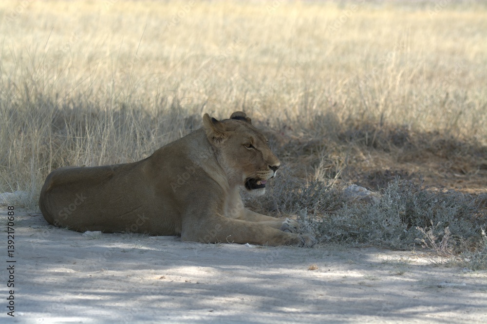 Naklejka premium Lioness in wild savannah - Animal of africa , Family of Lions in Golden Grass 