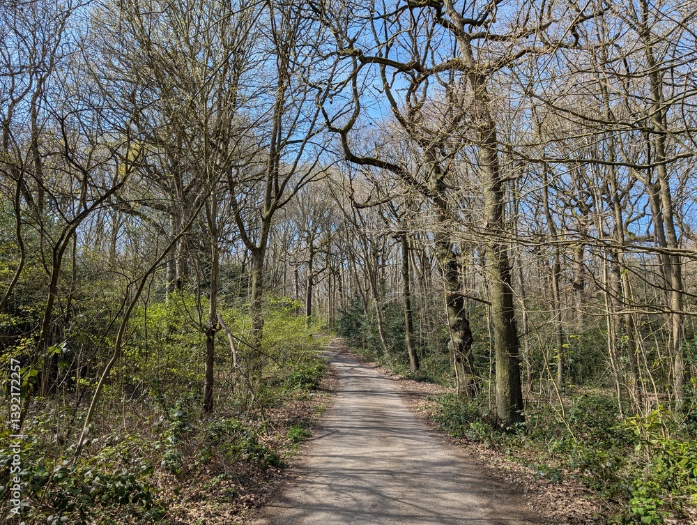 A path through a British woodland in early spring A path through a British woodland in early spring