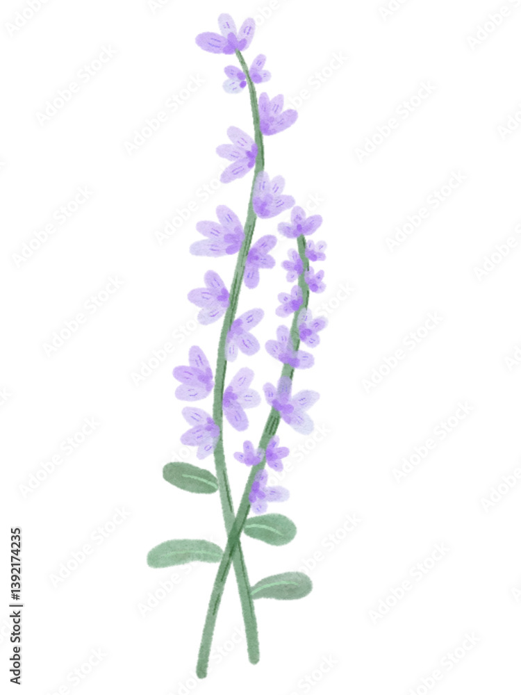 Obraz premium lilac flower isolated on white background