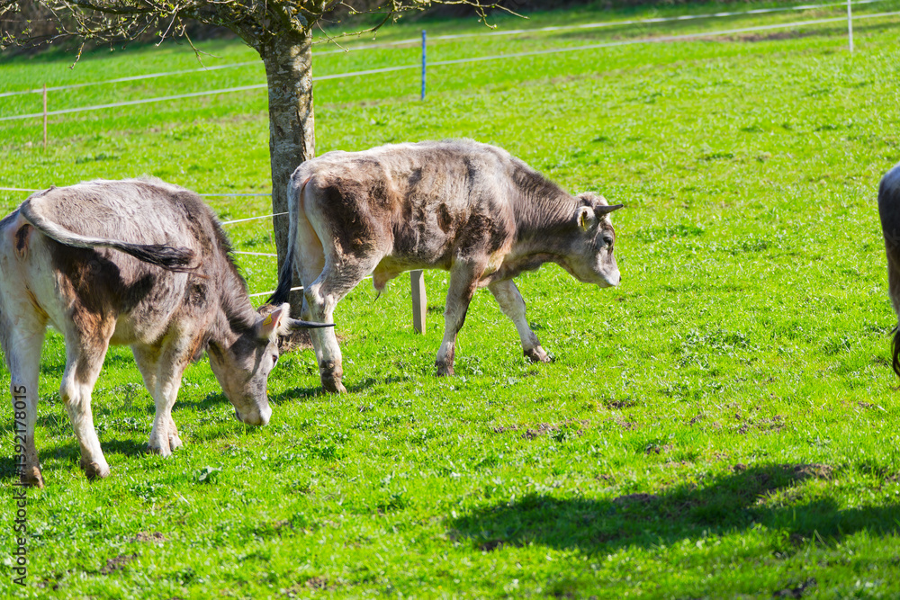 Close-up of group of young bulls of breed Rätisches Grauvieh on meadow at farm at Swiss City of Zürich on a sunny spring day. Photo taken April 1st, 205, Zurich Schwamendingen, Switzerland. Close-up of group of young bulls of breed Rätisches Grauvieh on meadow at farm at Swiss City of Zürich on a sunny spring day. Photo taken April 1st, 205, Zurich Schwamendingen, Switzerland.