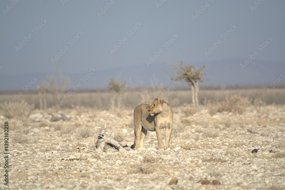 Naklejka premium Lioness in wild savannah - Animal of africa , Family of Lions in Golden Grass 