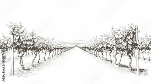 vineyard drawing illustration