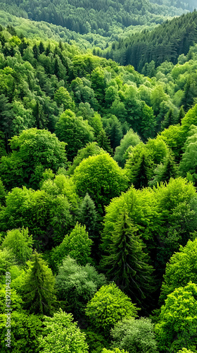 High angle aerial view looking down on a dense, lush green forest canopy covering rolling hills.