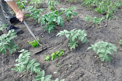 gardener pull up weeds with a hoe in the tomato plantation- seasonal work in the vegetable garden