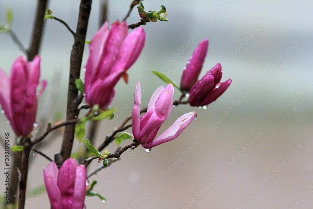 Obraz premium Flowers and trees in the snow on the streets of Varna (Bulgaria) 