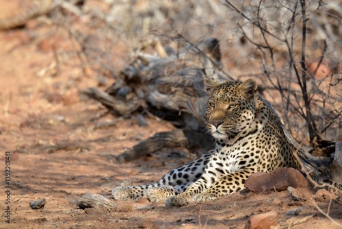 Leopard in wild savanna , Animal of africa