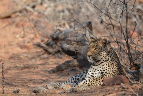 Leopard in wild savanna , Animal of africa