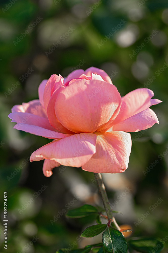 Pink rose in sunlight with green leaves. Vertical crop. Pink rose in sunlight with green leaves. Vertical crop.