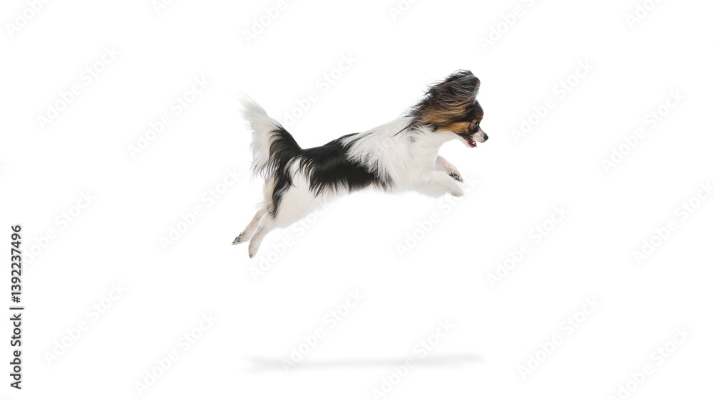 Fototapeta premium Active and playful Papillon dog with fluffy fur captured mid-air in dynamic leap, playing isolated on white background. Concept of animals, pet care, grooming, wellness, vet care. Copy space for ad