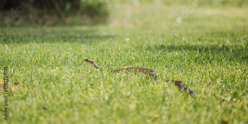 Eastern brown snake in long grass lifting head up