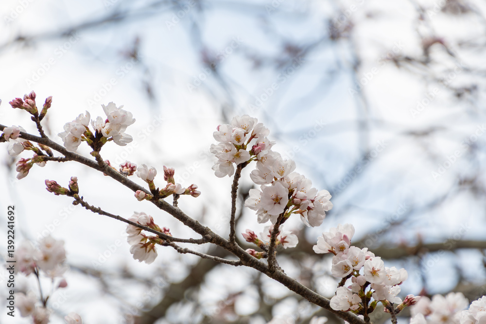 春の訪れを告げる桜の花 春の訪れを告げる桜の花