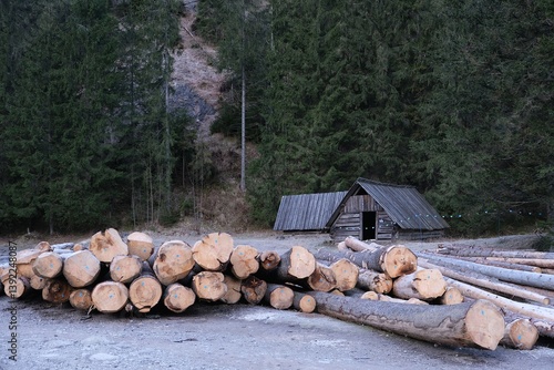 Tree trunks cut down on road in Chochołowska Valley. A wooden cottage stands in background. Tatra Mountains, Zakopane, Poland