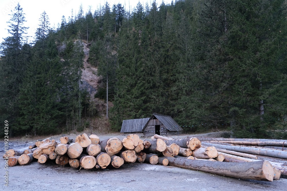 Tree trunks cut down on road in Chochołowska Valley. A wooden cottage stands in background. Tatra Mountains, Zakopane, Poland