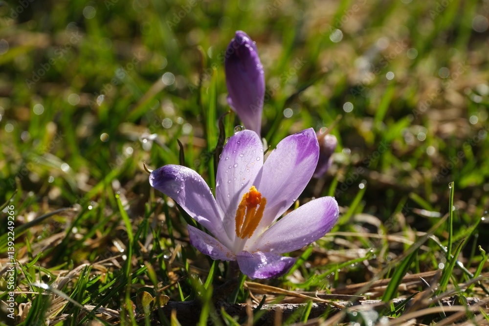 Blooming purple crocuses in mountain glade in Chochołowska Valley, Zakopane, Tatra Mountains, Poland