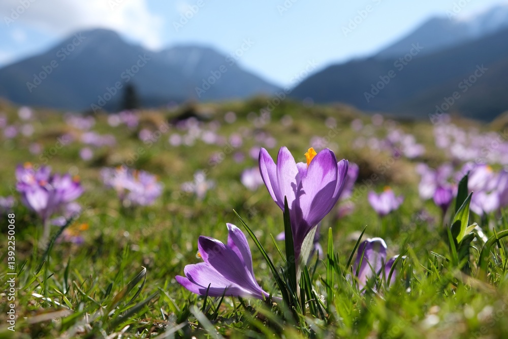 Glade of blooming purple crocuses with mountains in background. Chochołowska Valley, Zakopane, Tatra Mountains, Poland
