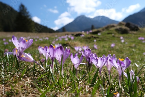 Obraz na płótnie Glade of blooming purple crocuses with mountains in background. Chochołowska Valley, Zakopane, Tatra Mountains, Poland w salonie