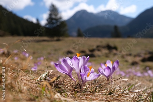 Obraz na płótnie Glade of blooming purple crocuses with mountains in background. Chochołowska Valley, Zakopane, Tatra Mountains, Poland w salonie